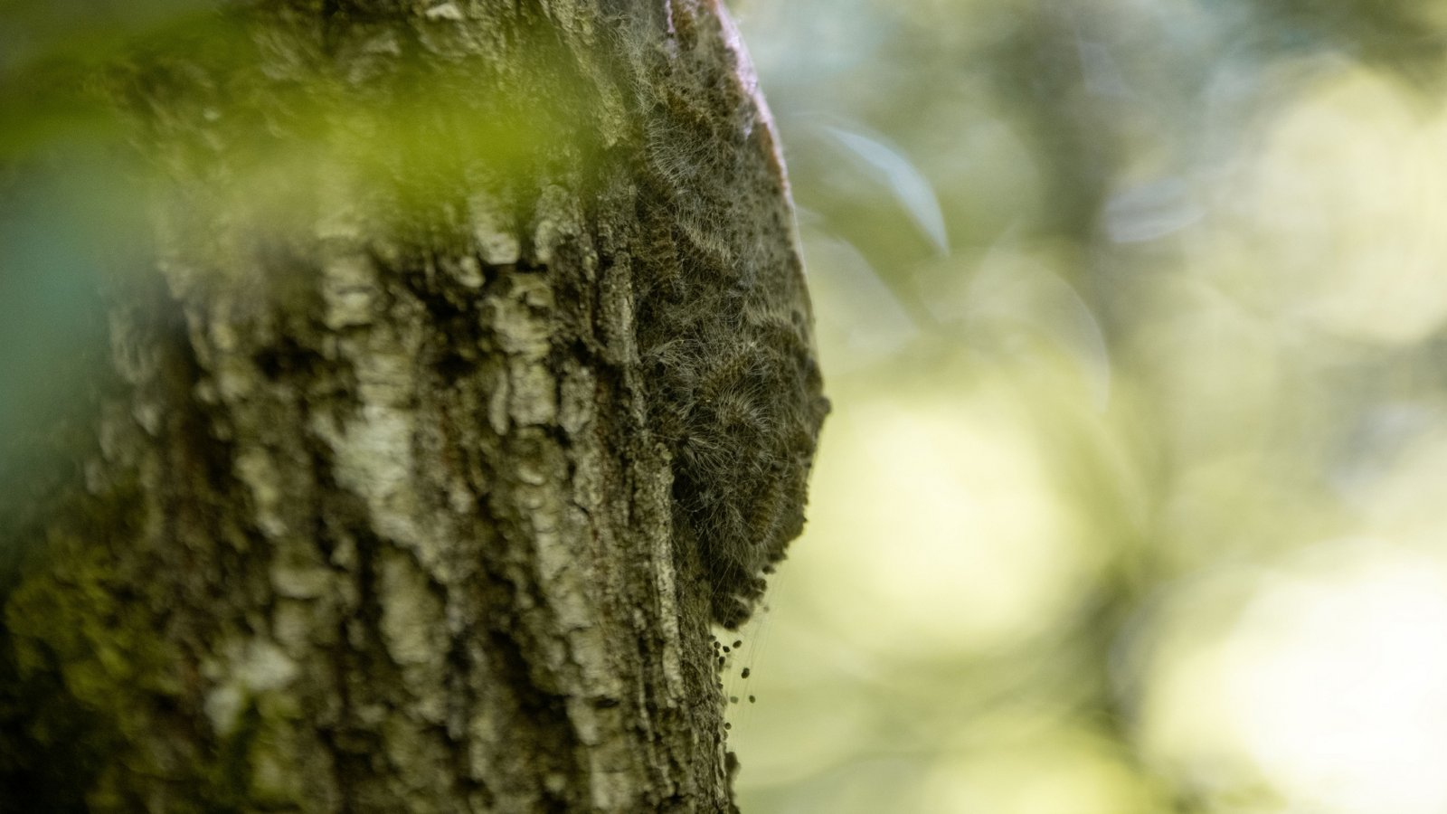Ein typisches Nest des Eichenprozessionsspinners am Stamm einer Eiche: ein helles und dichtes Gespinst mit zahlreichen Raupen. Foto: Enzkreis/Sofie Bloß Ein typisches Nest des Eichenprozessionsspinners am Stamm einer Eiche: ein helles und dichtes Gespinst mit zahlreichen Raupen. Foto: Enzkreis/Sofie Bloß
