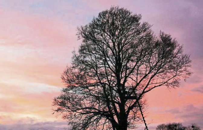 Rudi Thalhäuser hat am Montag seinen Lieblingsbaum, den Feldahorn in Gündelbach, fotografiert. „Da strahlten selbst die grauen Wolken wunderschön“, schreibt er zum Bild.