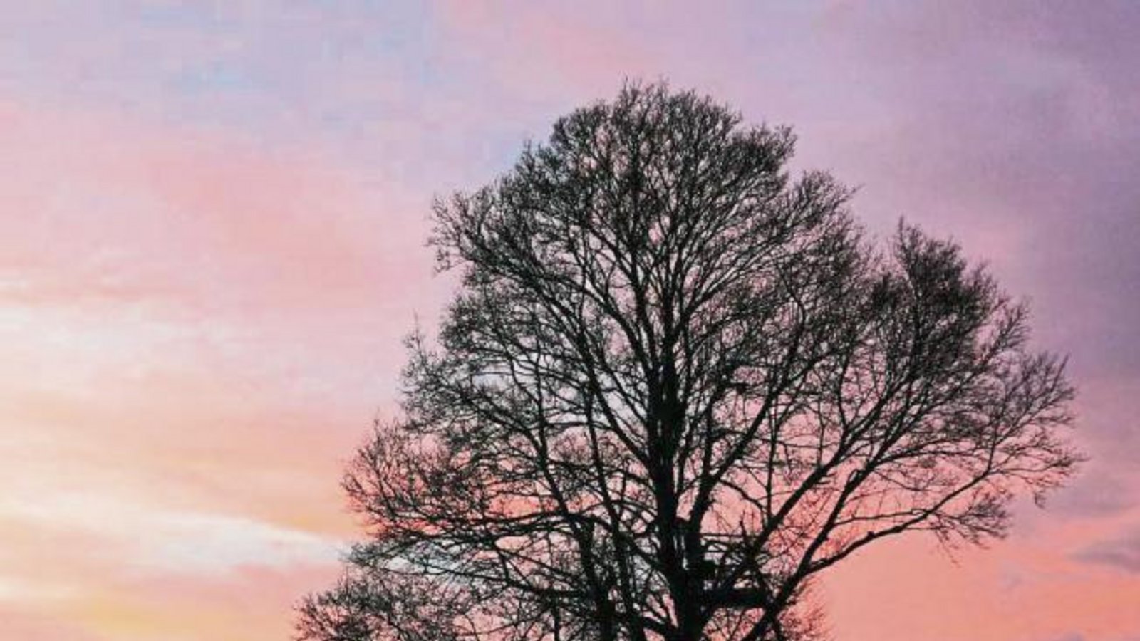 Rudi Thalhäuser hat am Montag seinen Lieblingsbaum, den Feldahorn in Gündelbach, fotografiert. „Da strahlten selbst die grauen Wolken wunderschön“, schreibt er zum Bild. Rudi Thalhäuser hat am Montag seinen Lieblingsbaum, den Feldahorn in Gündelbach, fotografiert. „Da strahlten selbst die grauen Wolken wunderschön“, schreibt er zum Bild.