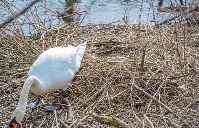 Im Schwanennest an der Enz liegt schon ein Ei.  Foto: Mede