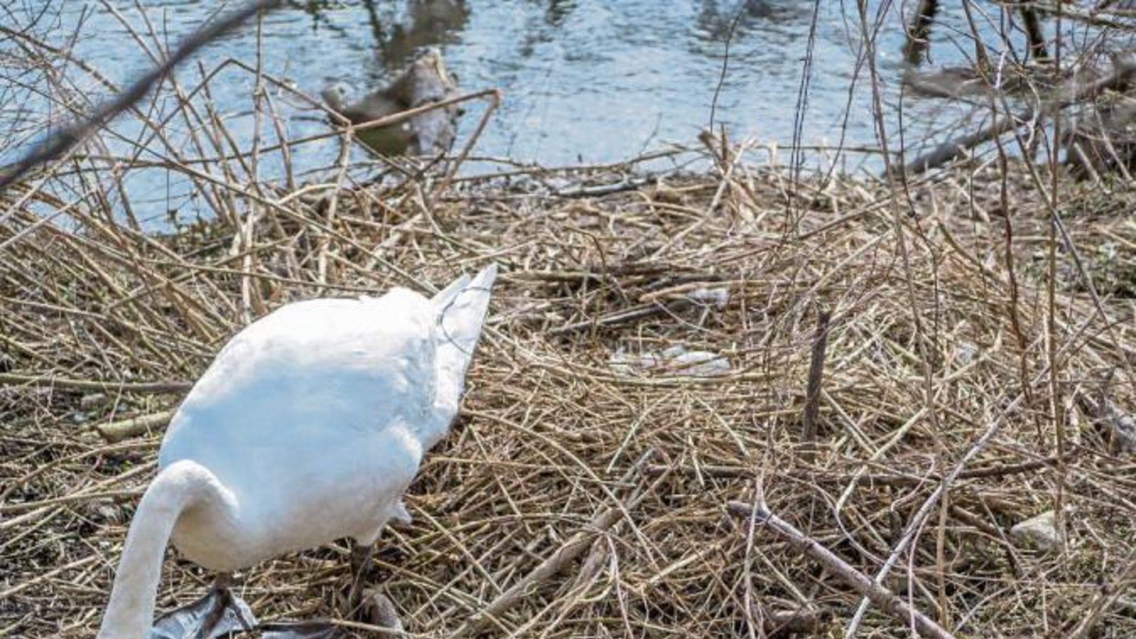 Im Schwanennest an der Enz liegt schon ein Ei.  Foto: Mede