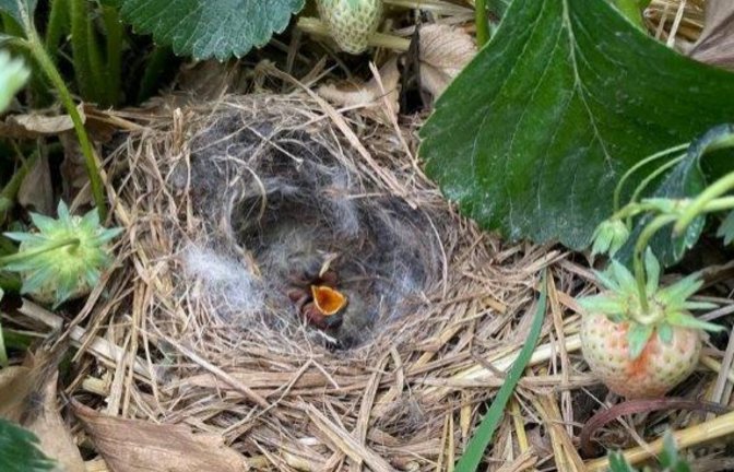 Süße Piepmätze: Dieses Feldlerchen-Nest hat Swen Seemann in seinem Bio-Erdbeerenfeld in Eberdingen entdeckt. Das Foto hat uns Gerhard Zink geschickt.