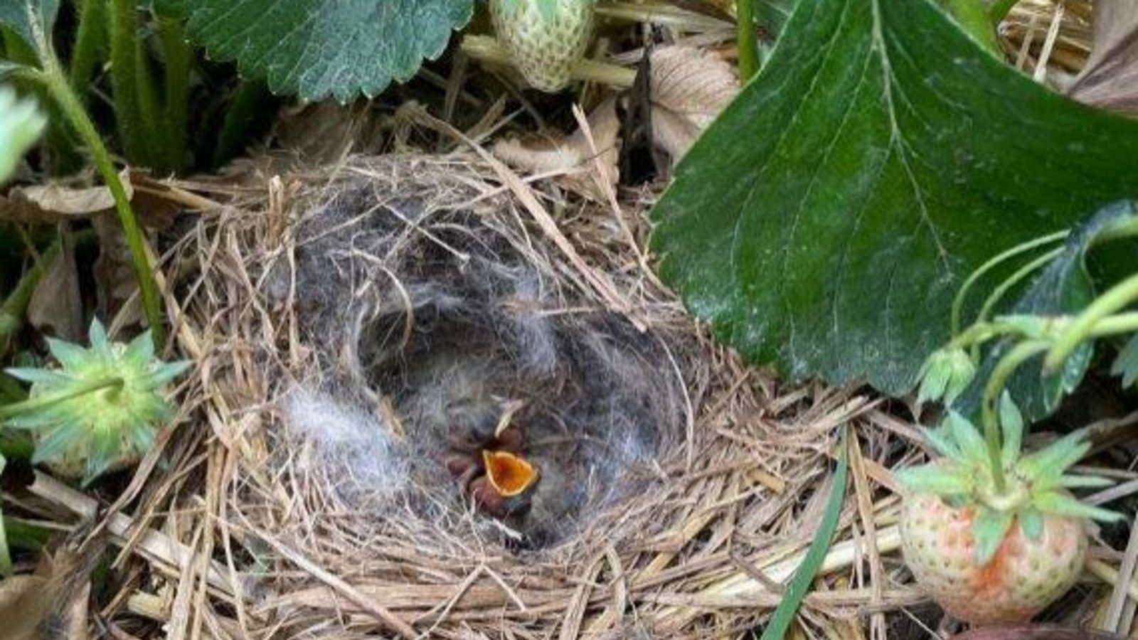 Süße Piepmätze: Dieses Feldlerchen-Nest hat Swen Seemann in seinem Bio-Erdbeerenfeld in Eberdingen entdeckt. Das Foto hat uns Gerhard Zink geschickt. Süße Piepmätze: Dieses Feldlerchen-Nest hat Swen Seemann in seinem Bio-Erdbeerenfeld in Eberdingen entdeckt. Das Foto hat uns Gerhard Zink geschickt.