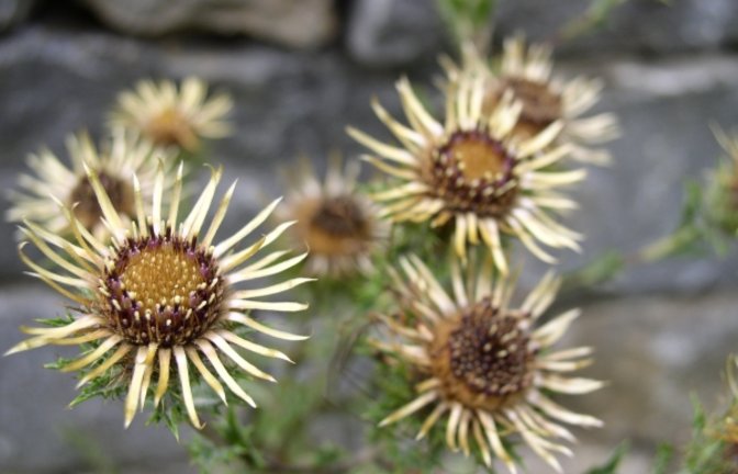 Die Gold- und die Silberdistel. Fotos: Rücker