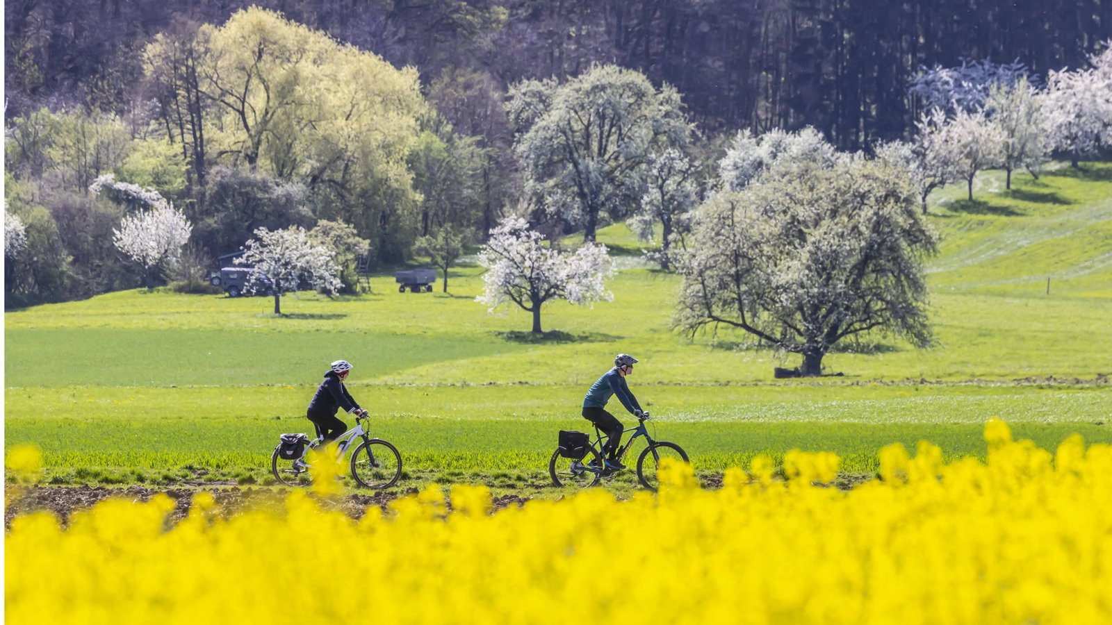 Im Land gibt es noch etwa sieben Millionen Obstbäume – jährlich gehen etwa 200 000 verloren.Foto: /IMAGO/Arnulf Hettrich Im Land gibt es noch etwa sieben Millionen Obstbäume – jährlich gehen etwa 200 000 verloren.Foto: /IMAGO/Arnulf Hettrich