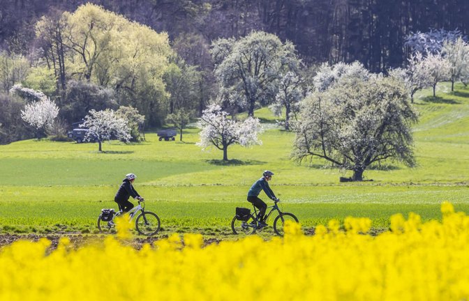Im Land gibt es noch etwa sieben Millionen Obstbäume – jährlich gehen etwa 200 000 verloren.<span class='image-autor'>Foto: /IMAGO/Arnulf Hettrich</span>