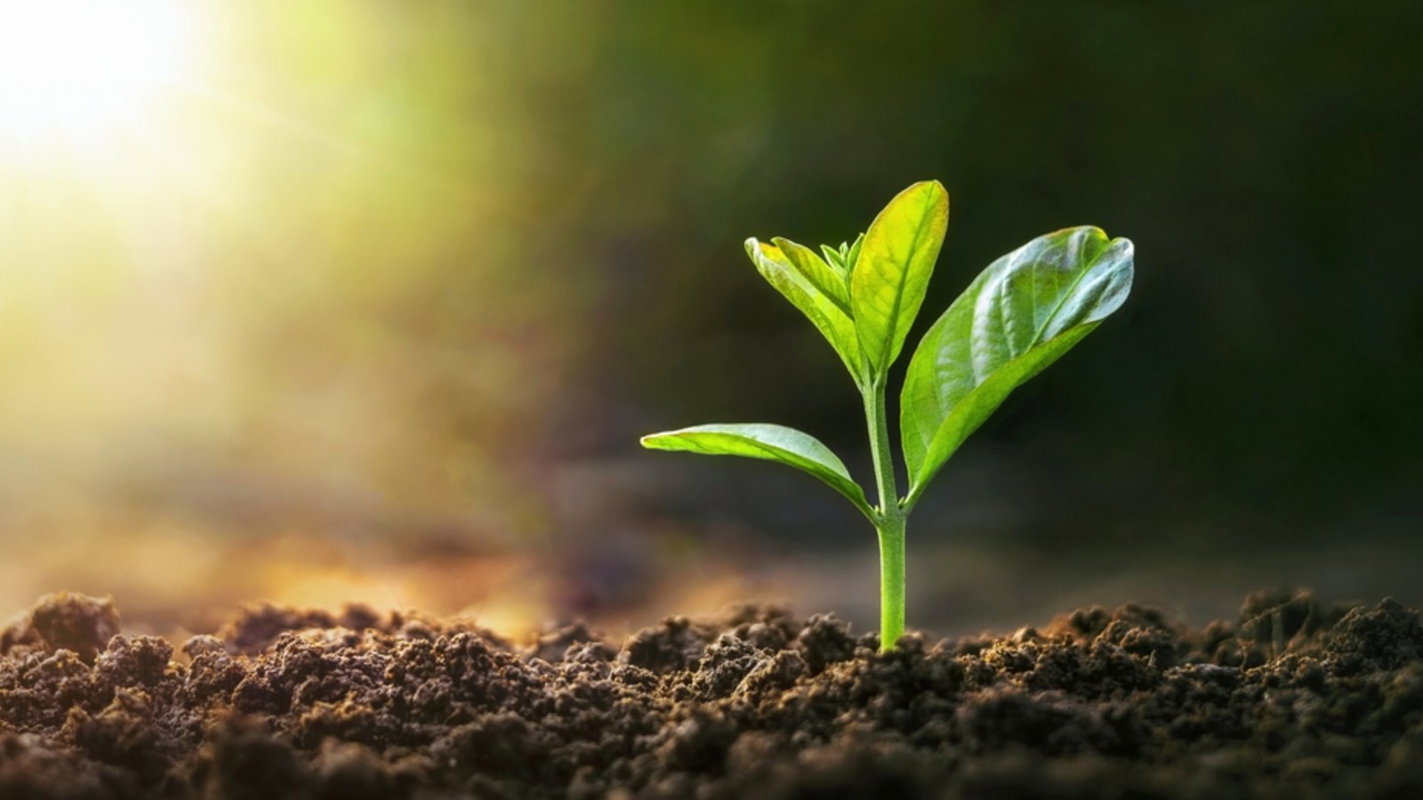 Saatgut aus unbestellten Sendungen sollte nicht ausgesät werden.Foto: lovelyday12/ Shutterstock Saatgut aus unbestellten Sendungen sollte nicht ausgesät werden.Foto: lovelyday12/ Shutterstock