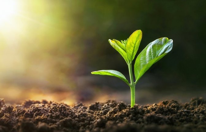 Saatgut aus unbestellten Sendungen sollte nicht ausgesät werden.<span class='image-autor'>Foto: lovelyday12/ Shutterstock</span>
