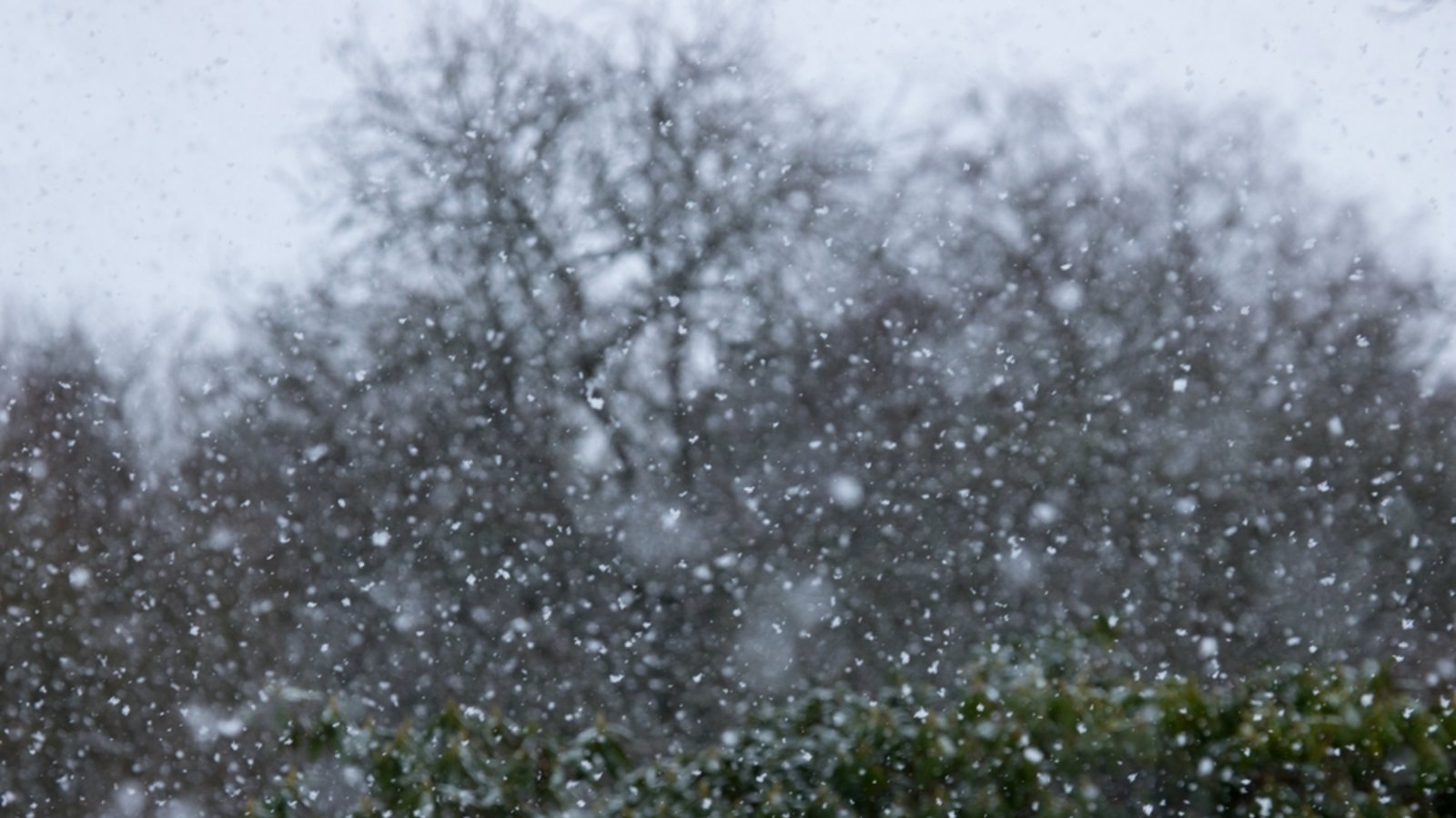 Der DWD erwartet heute teils kräftigen Schneefall in BW.Foto: Pnature / shutterstock.com Der DWD erwartet heute teils kräftigen Schneefall in BW.Foto: Pnature / shutterstock.com