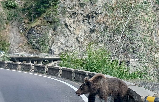 Ein etwa fünf Jahre alter Jungbär auf der Bergstraße Transfagarasan in den rumänischen Karpaten knurrt Autofahrer an.<span class='image-autor'>Foto: Kathrin Lauer/dpa</span>