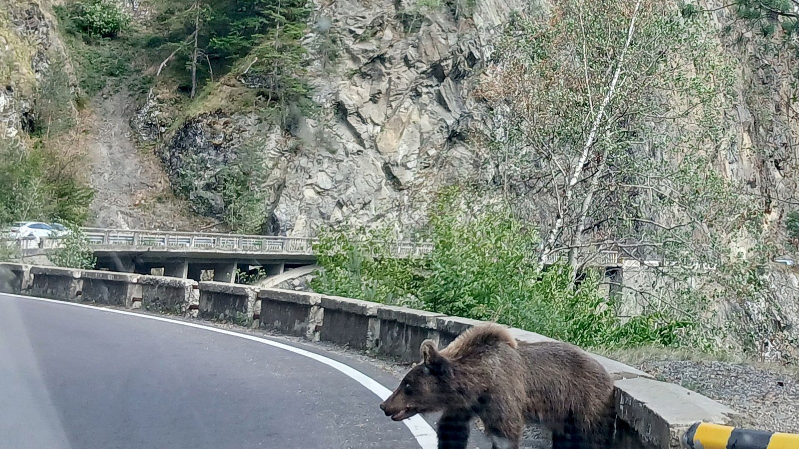 Ein etwa fünf Jahre alter Jungbär auf der Bergstraße Transfagarasan in den rumänischen Karpaten knurrt Autofahrer an.Foto: Kathrin Lauer/dpa Ein etwa fünf Jahre alter Jungbär auf der Bergstraße Transfagarasan in den rumänischen Karpaten knurrt Autofahrer an.Foto: Kathrin Lauer/dpa