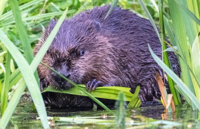 Mittlerweile leben wieder schätzungsweise 11.500 Biber in Baden-Württemberg.<span class='image-autor'>Foto: IMAGO/Oliver Willikonsky</span>