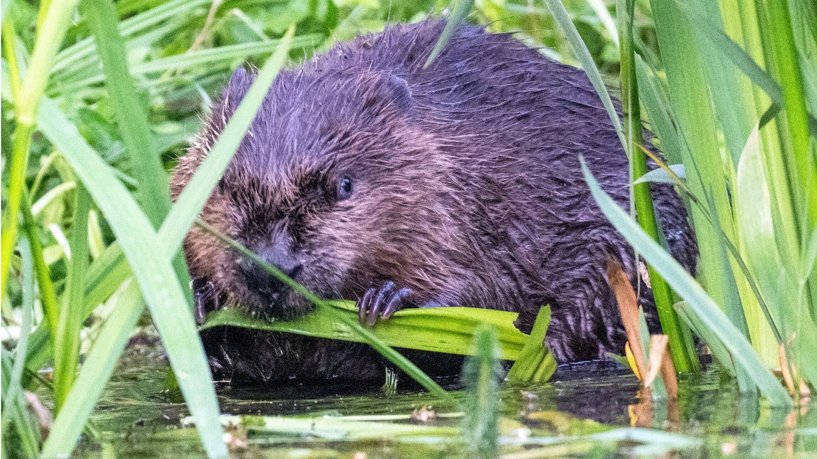 Mittlerweile leben wieder schätzungsweise 11.500 Biber in Baden-Württemberg.Foto: IMAGO/Oliver Willikonsky