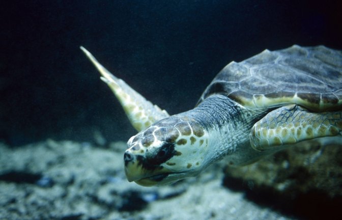 Bei Schildkröten verwächst Knochenmaterial zum Panzer – as führt zu den typischen Kreisen an dessen Oberfläche.<span class='image-autor'>Foto: imago/YAY Images</span>