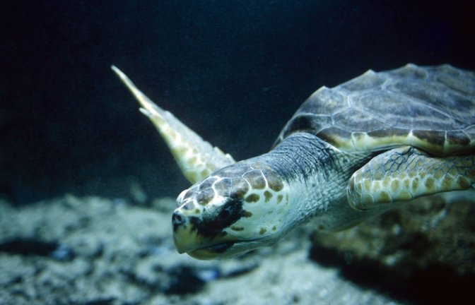Bei Schildkröten verwächst Knochenmaterial zum Panzer – as führt zu den typischen Kreisen an dessen Oberfläche.<span class='image-autor'>Foto: imago/YAY Images</span>