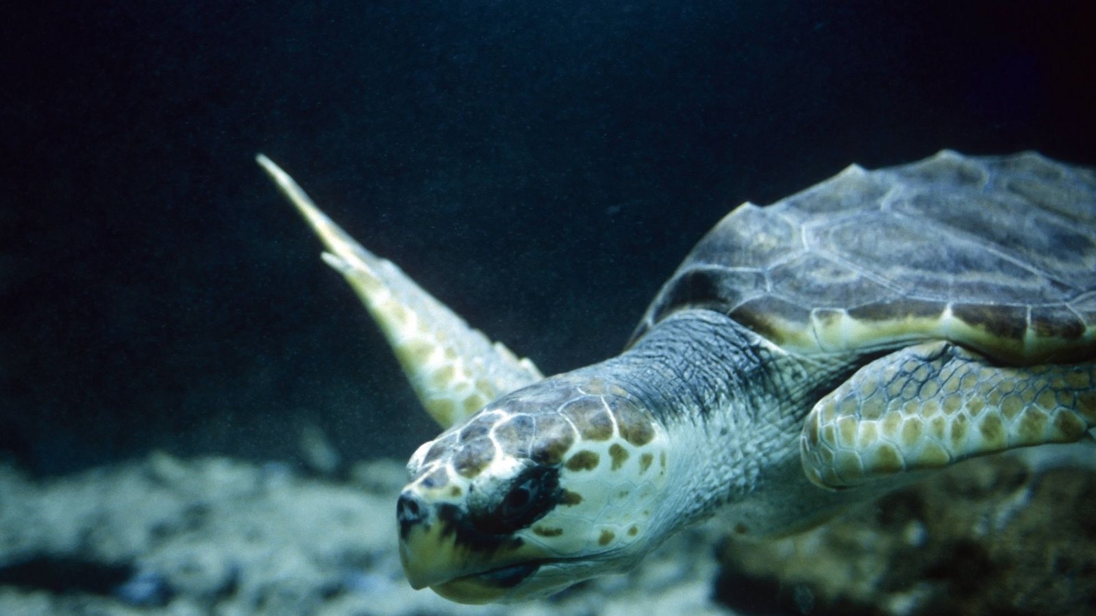Bei Schildkröten verwächst Knochenmaterial zum Panzer – as führt zu den typischen Kreisen an dessen Oberfläche.Foto: imago/YAY Images