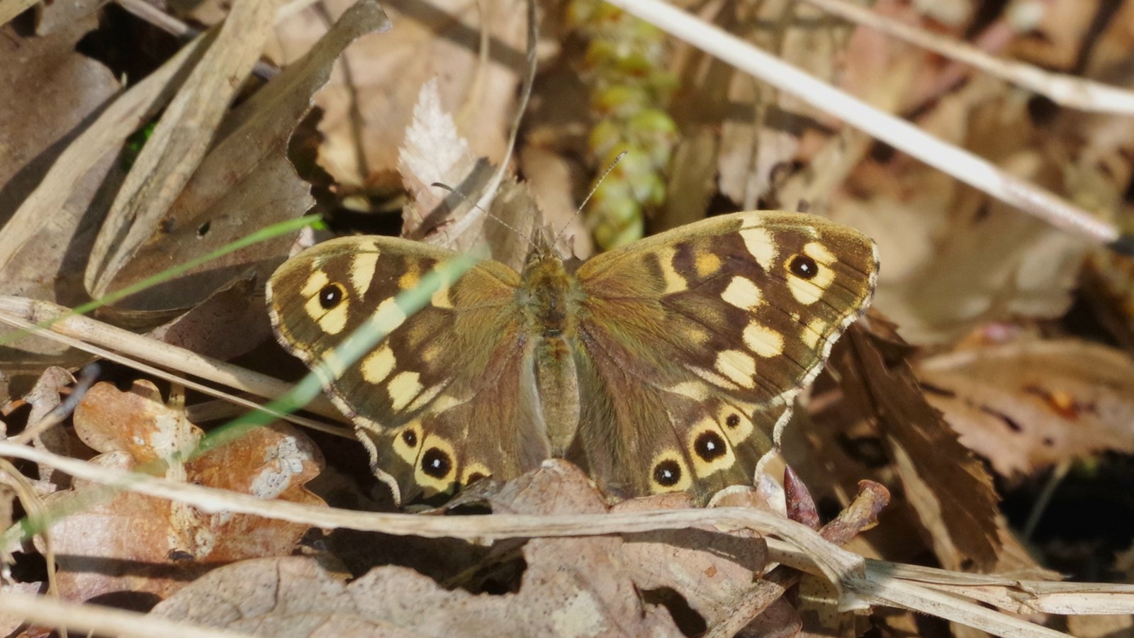 Das Waldbrettspiel kommt in gedeckten Farben daher. Foto: Stefanie Post