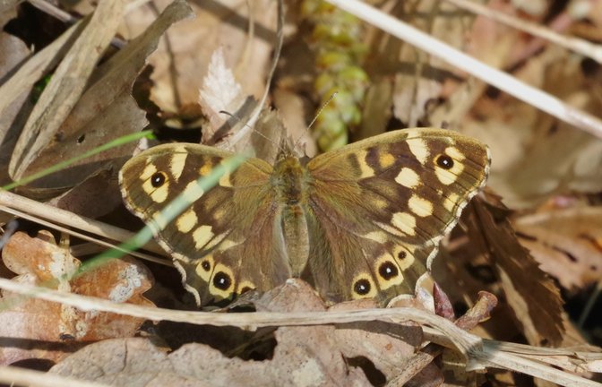 Das Waldbrettspiel kommt in gedeckten Farben daher. Foto: Stefanie Post