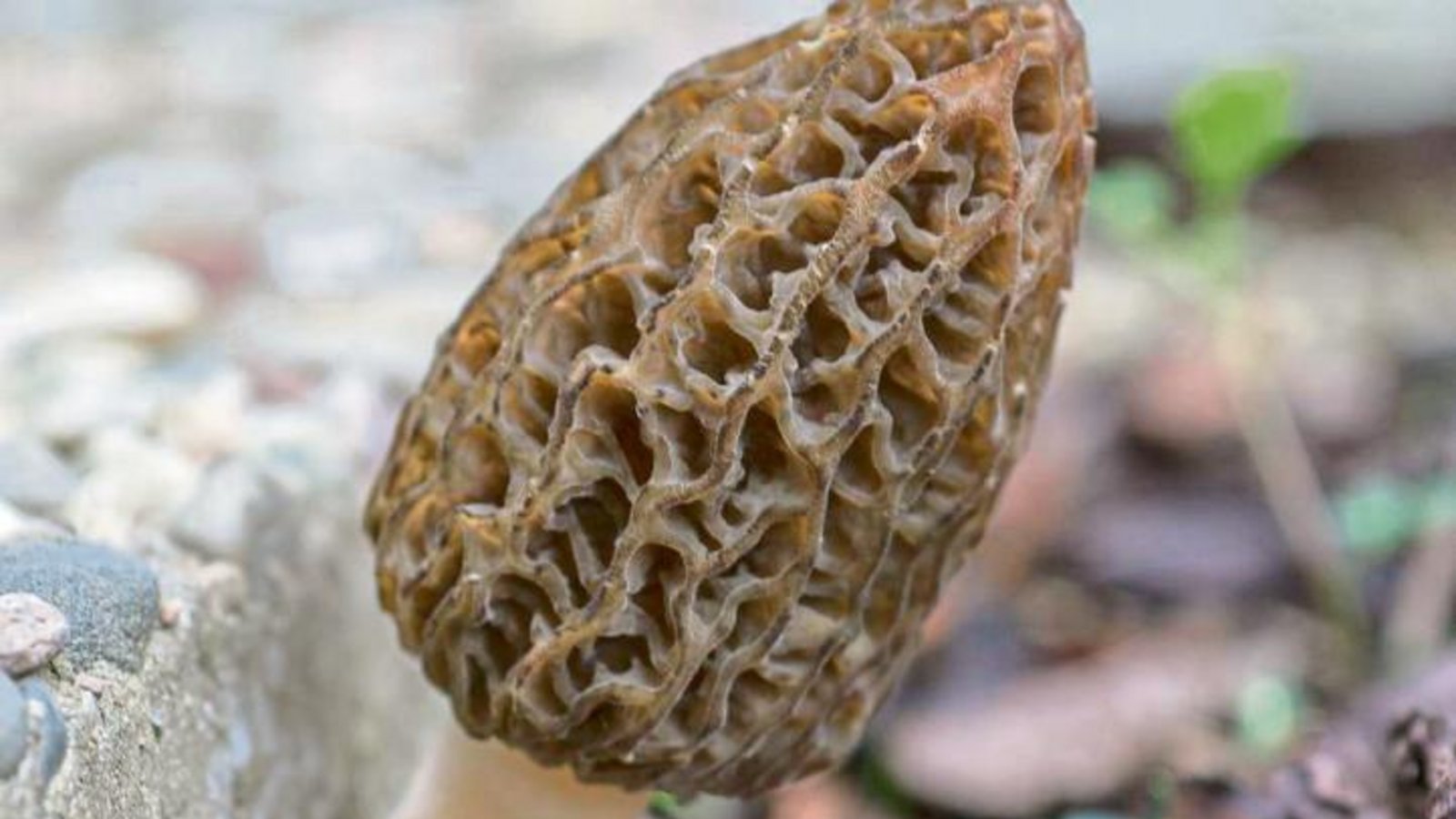 Für alle traurigen Pilzfreunde zum Trost das Bild einer Spitz-Morchel vom Frühjahr.  Foto: Mede