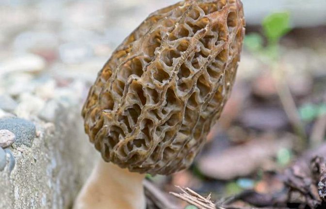 Für alle traurigen Pilzfreunde zum Trost das Bild einer Spitz-Morchel vom Frühjahr.  Foto: Mede