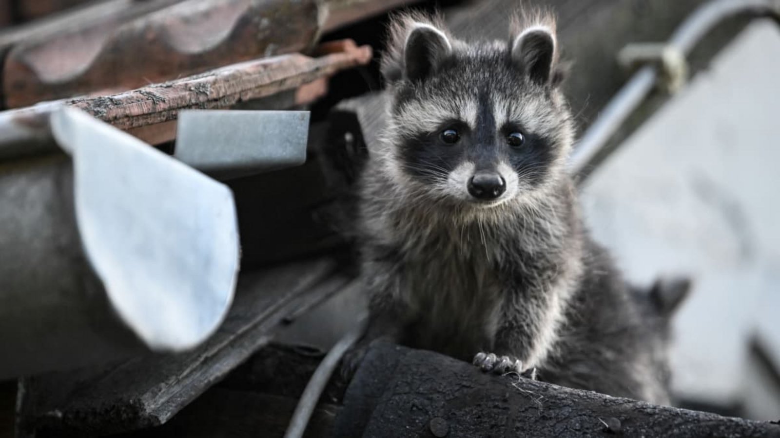 Ein junger Waschbär schaut von einem Dach herunter. In Baden-Württemberg dürfen Waschbären seit Anfang des Jahres ganzjährig bejagt werden (Symbolfoto).Britta Pedersen/dpa Ein junger Waschbär schaut von einem Dach herunter. In Baden-Württemberg dürfen Waschbären seit Anfang des Jahres ganzjährig bejagt werden (Symbolfoto).Britta Pedersen/dpa