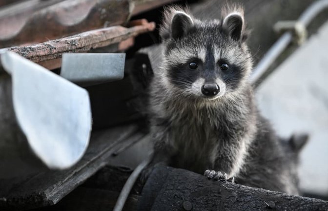 Ein junger Waschbär schaut von einem Dach herunter. In Baden-Württemberg dürfen Waschbären seit Anfang des Jahres ganzjährig bejagt werden (Symbolfoto).<span class='image-autor'>Britta Pedersen/dpa</span>