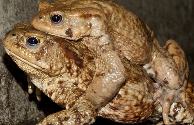 Kroete