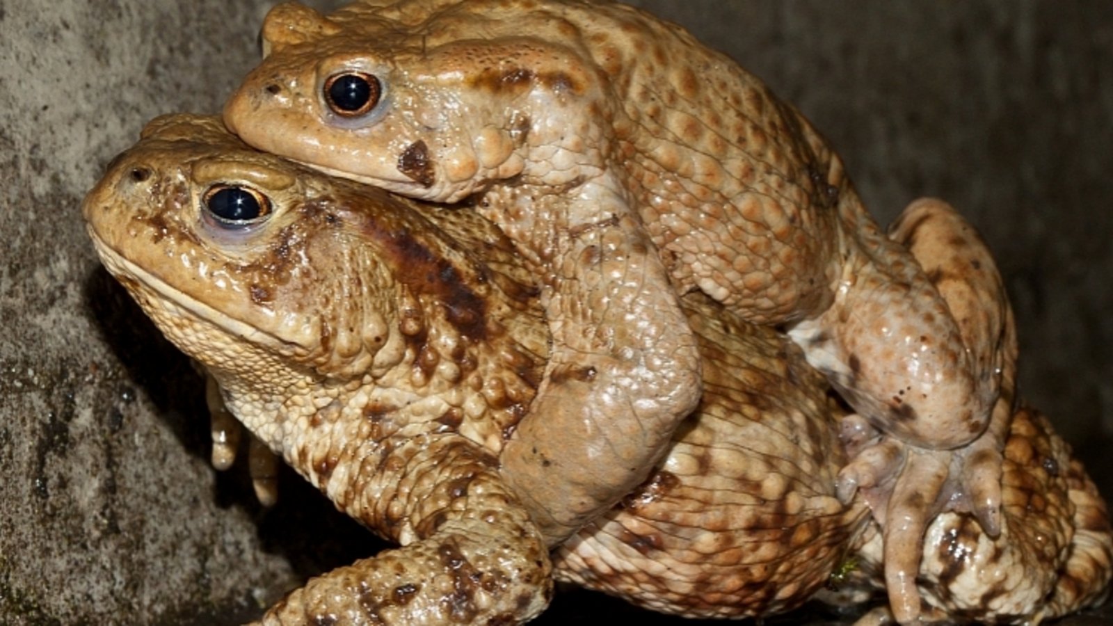 Kroete