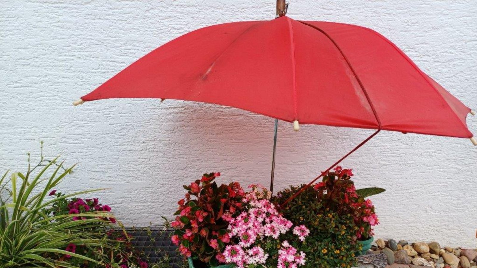 „Auch Blumen tut ein wenig Schatten gut“, schreibt Gerhard Zink zu seinem Foto aus Nussdorf.