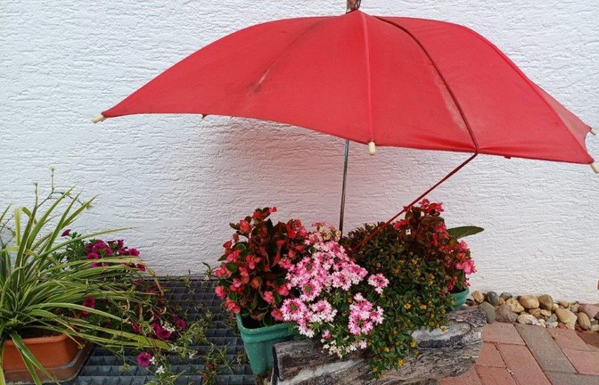 „Auch Blumen tut ein wenig Schatten gut“, schreibt Gerhard Zink zu seinem Foto aus Nussdorf.