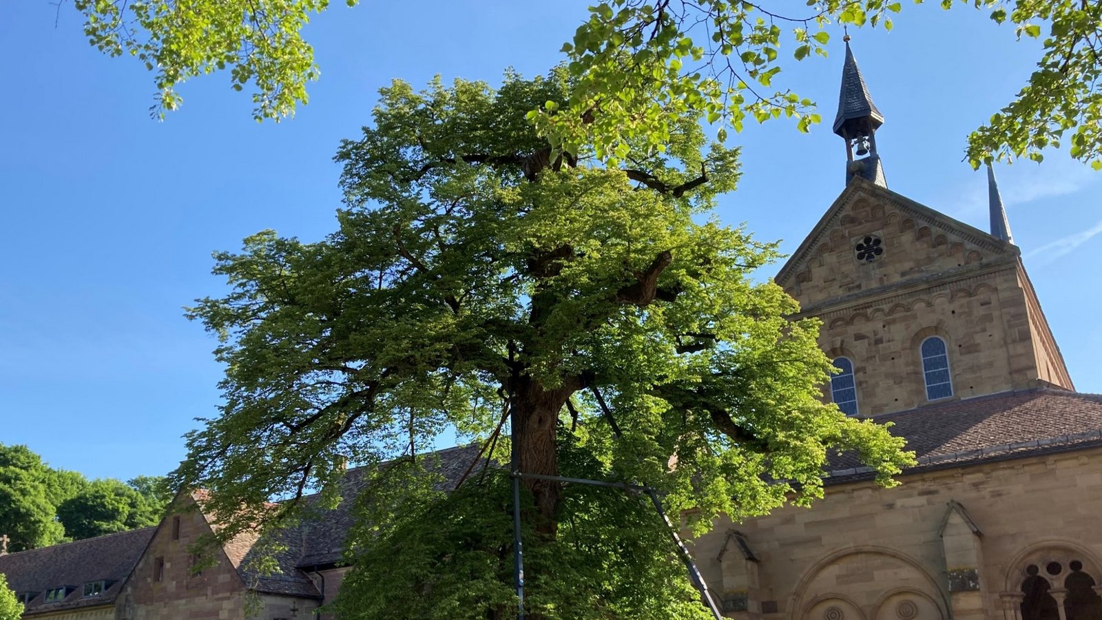 Experten wollen die Friedenslinde mit einem mehrstufigen Plan retten. Foto: SSG/Esther Robra