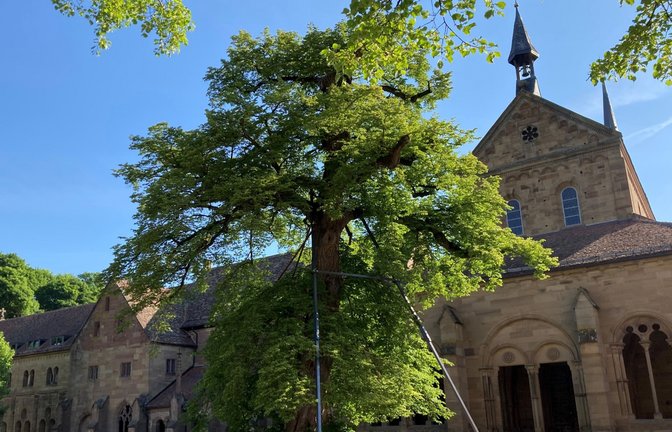 Experten wollen die Friedenslinde mit einem mehrstufigen Plan retten. Foto: SSG/Esther Robra