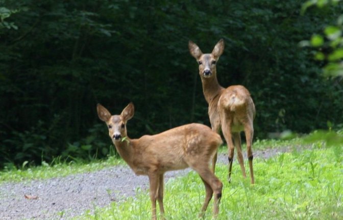 Achtung, liebestolle Rehe.  Archivfoto: Arning