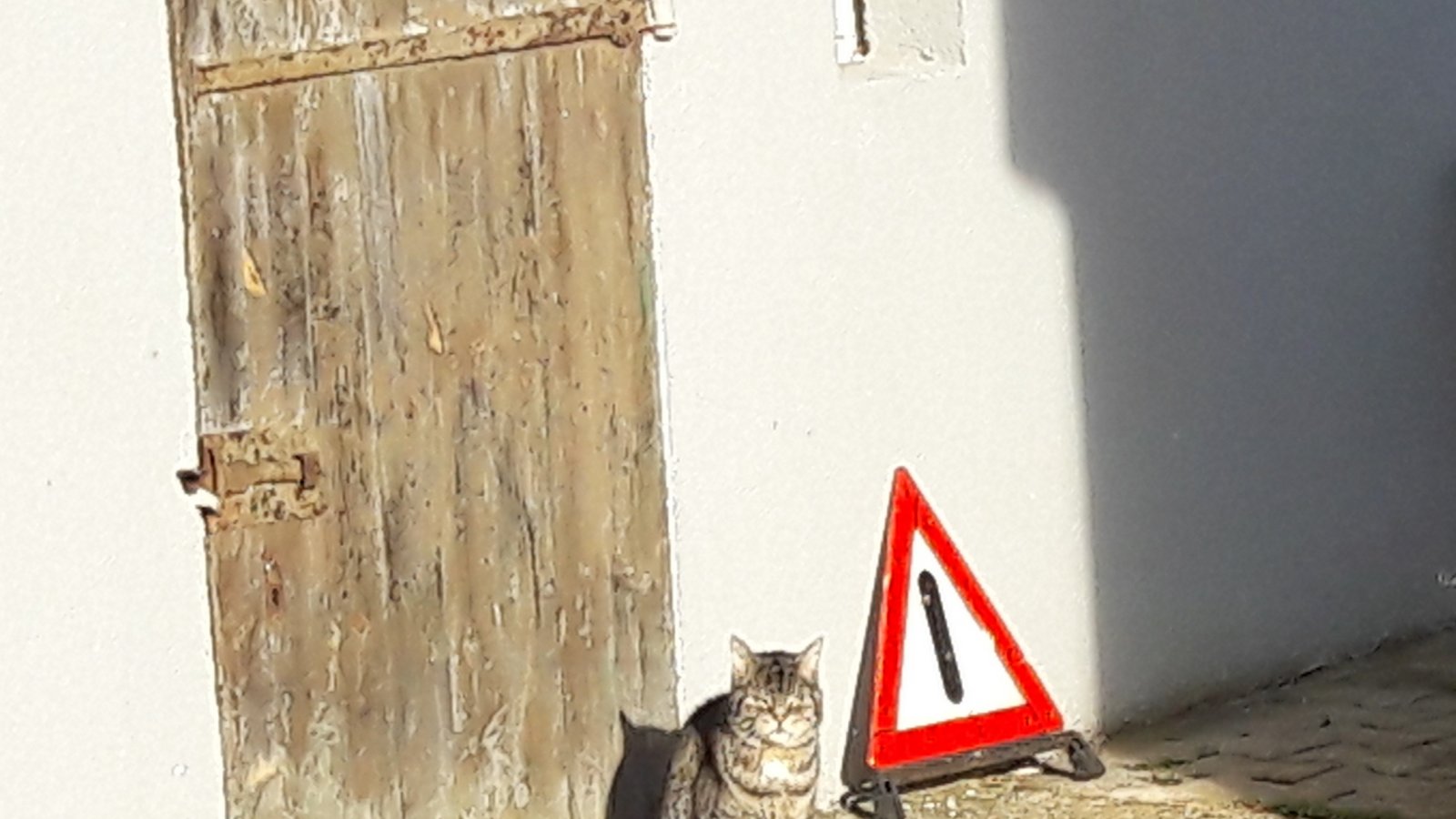 Verkehrszeichen und ihre Bedeutung: Gefahrenstelle – missmutige Katze. Foto: Rücker