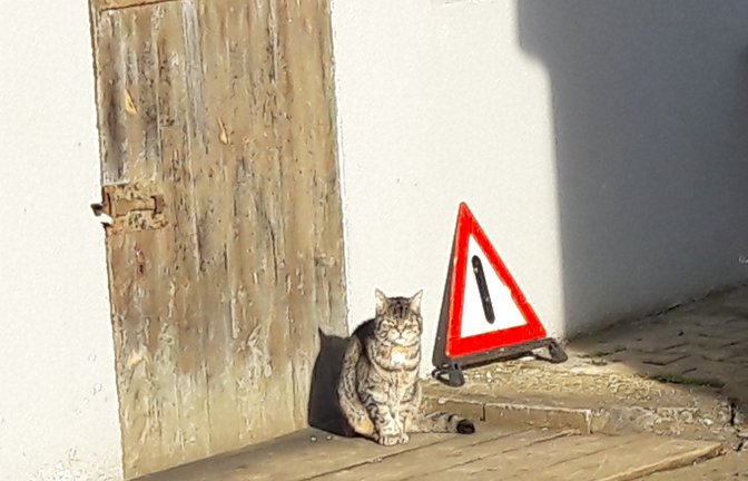 Verkehrszeichen und ihre Bedeutung: Gefahrenstelle – missmutige Katze. <span class='image-autor'>Foto: Rücker</span>