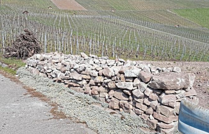 „Auch heute noch wird die Kunst des Mauernsetzens im Weinberg in Horrheim beherrscht. Ablesesteine von einer Neuanlage zu einem Steinriegel aufgeschichtet als Biotop für Eidechsen“, schreibt uns Manfred Angermaier zu seinem Foto.