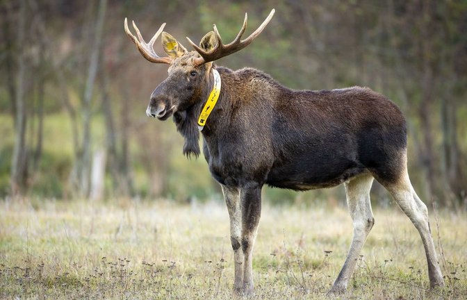 Ein aus Polen stammender Elch wurde wiederholt auch in Brandenburg gesehen. 2018 wurde dem Elch ein gelbes Sendehalsband angelegt, um seine Routen zu dokumentieren. (Archivbild/Illustration)<span class='image-autor'>Ingolf König-Jablonski/dpa-Zentralbild/ZB</span>