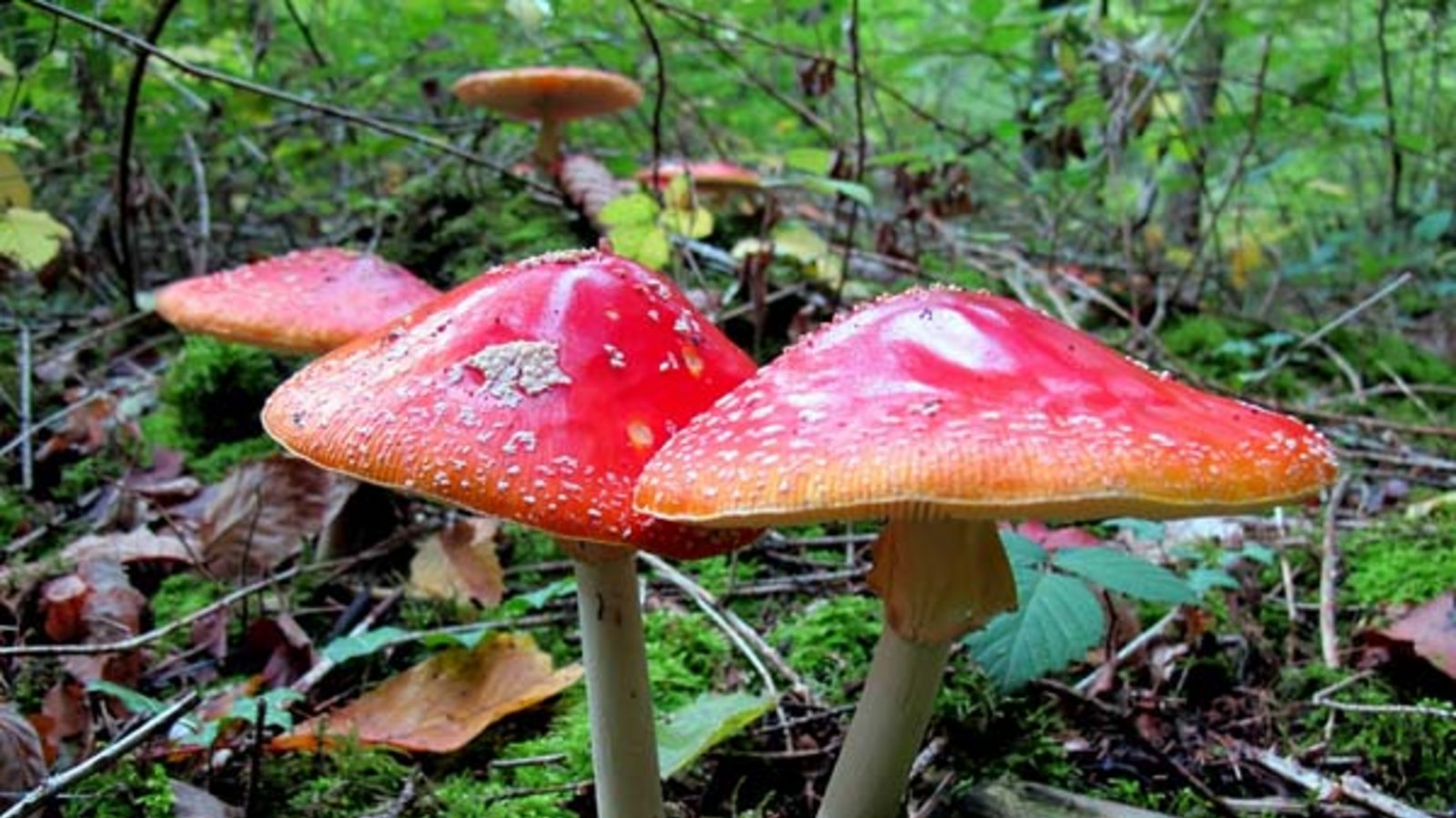 Fliegenpilze aus Gündelbach. Foto: Thalhäuser
