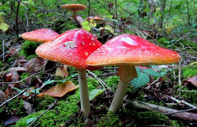 Fliegenpilze aus Gündelbach. Foto: Thalhäuser