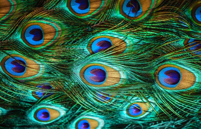 Der  Schimmer von Pfauenfedern hängt von winzigen Strukturen ab, die nur einen Ausschnitt des  Lichtes reflektieren.<span class='image-autor'>Foto: stock.adobe.com/pirotehnik</span>