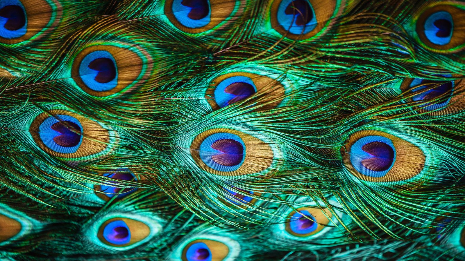 Der Schimmer von Pfauenfedern hängt von winzigen Strukturen ab, die nur einen Ausschnitt des Lichtes reflektieren.Foto: stock.adobe.com/pirotehnik Der Schimmer von Pfauenfedern hängt von winzigen Strukturen ab, die nur einen Ausschnitt des Lichtes reflektieren.Foto: stock.adobe.com/pirotehnik