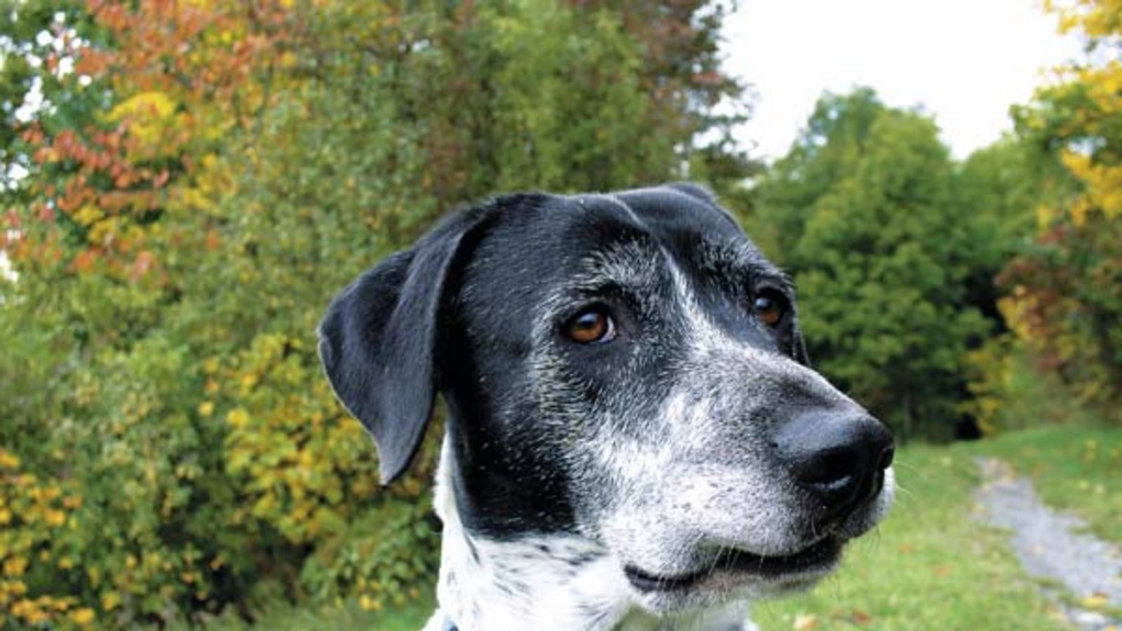 Bruno mit eingehakter Lefze. Foto: Rücker Bruno mit eingehakter Lefze. Foto: Rücker