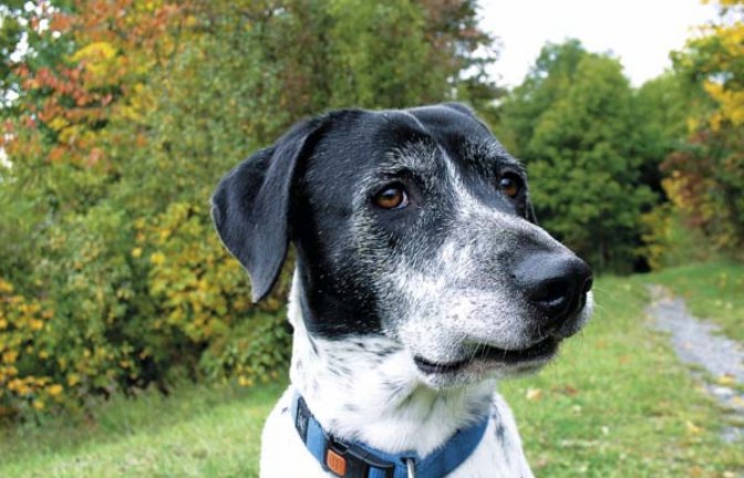 Bruno mit eingehakter Lefze. Foto: Rücker