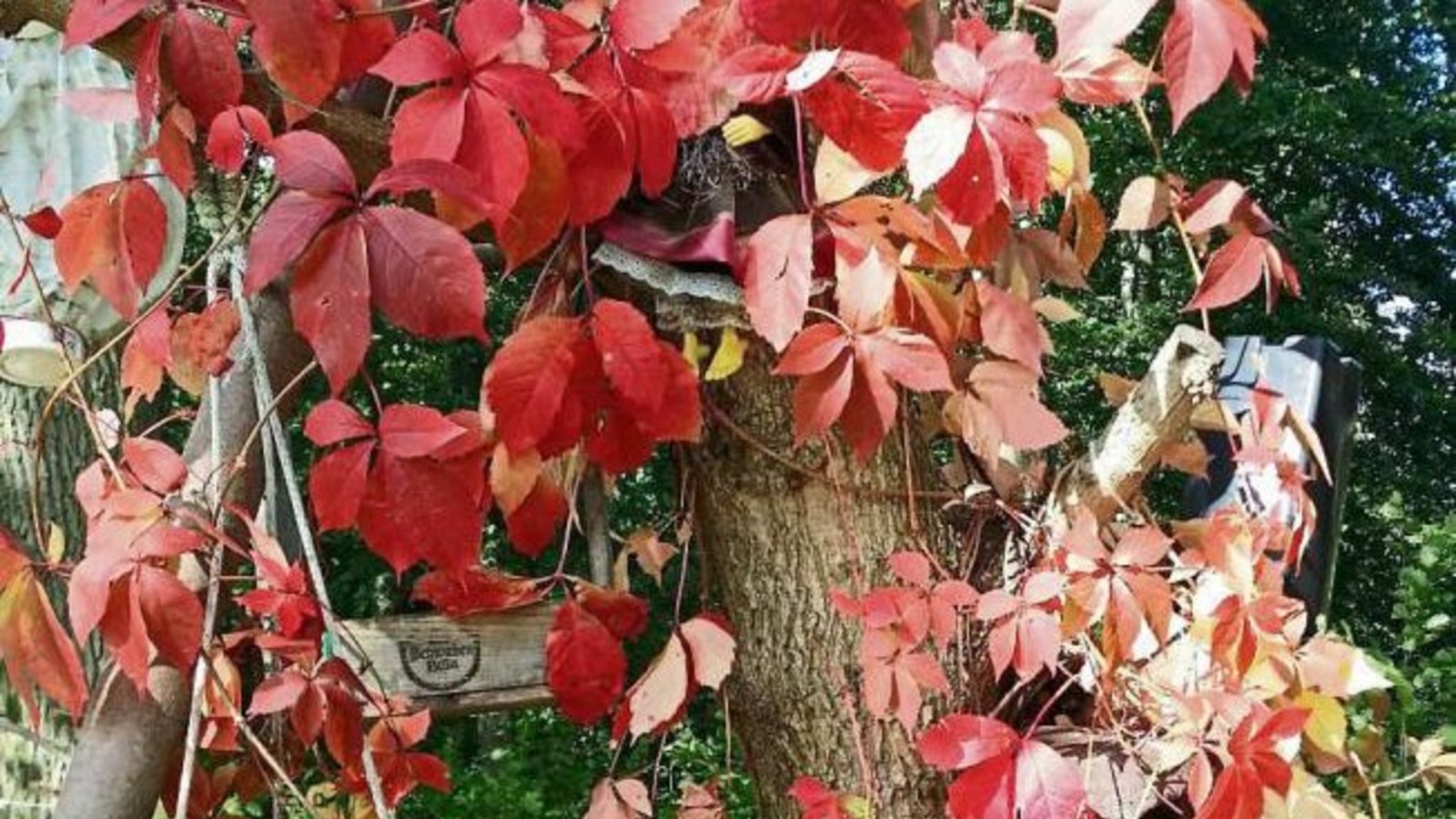 Der Herbst ist da und malt die Blätter an: Dieses schöne Foto hat die Sabine Fechner beim Spaziergang am Waldrand, Gemarkung Großglattbach, aufgenommen.