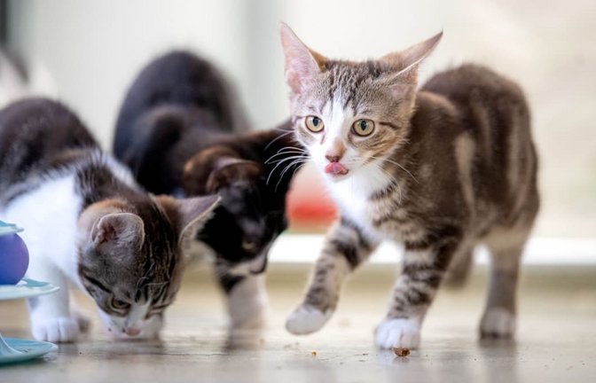 Welche Katzennamen liegen aktuell im Trend? (Symbolbild)<span class='image-autor'>Sina Schuldt/dpa</span>