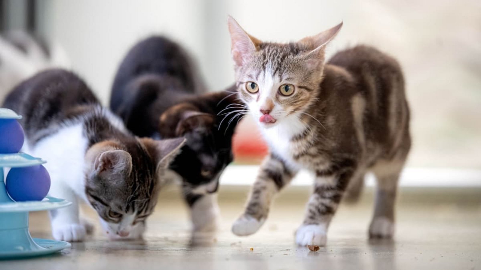 Welche Katzennamen liegen aktuell im Trend? (Symbolbild)Sina Schuldt/dpa