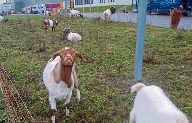 „Auf dem Perfekten Standort haben sich neue Mieter angesiedelt“, teilt uns Klaus-Peter Hilgers mit, der diese Tiere fotografiert hat.