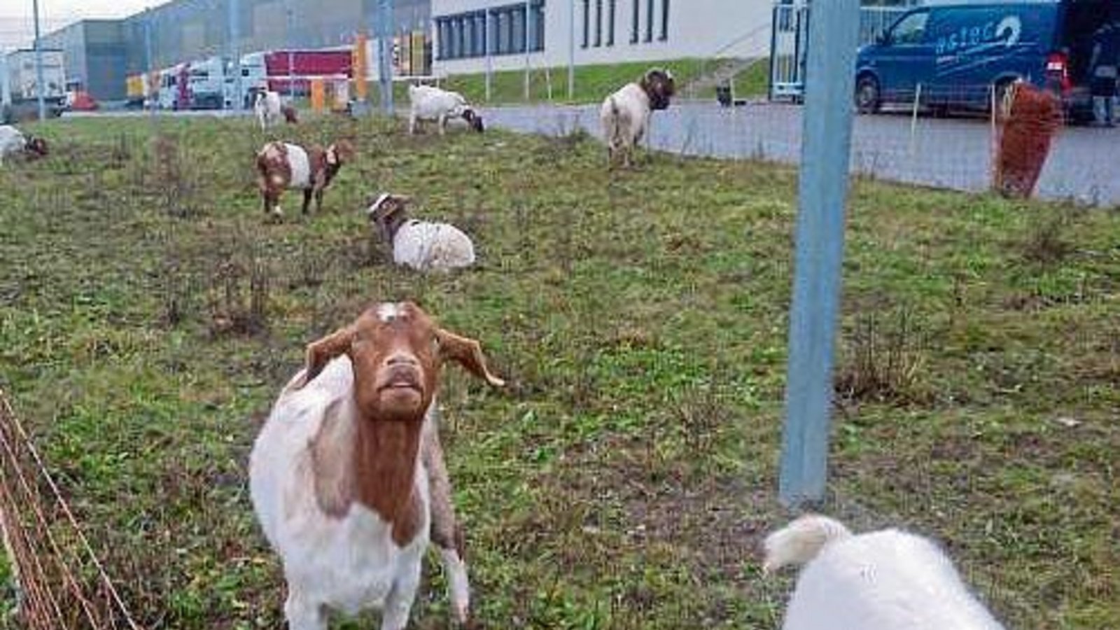 „Auf dem Perfekten Standort haben sich neue Mieter angesiedelt“, teilt uns Klaus-Peter Hilgers mit, der diese Tiere fotografiert hat.
