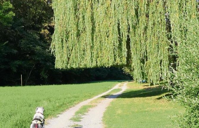Auch eine Trauerweide möchte sich mit einem akkurat geschnittenen Bob mal wie ein Bubikopf fühlen. Gesehen in Aurich.  Foto: Rücker