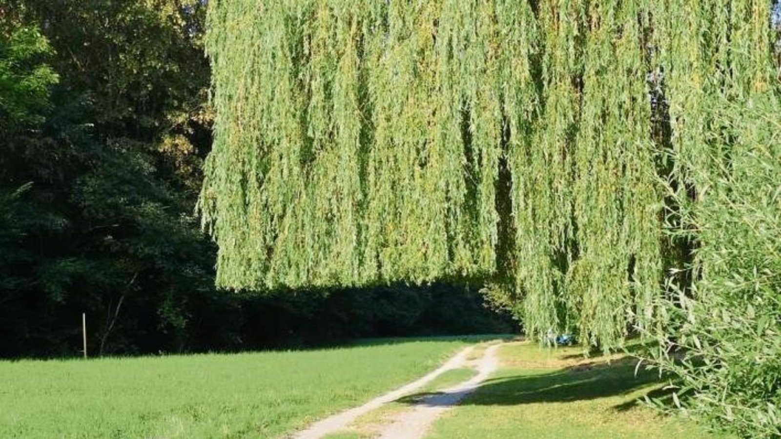 Auch eine Trauerweide möchte sich mit einem akkurat geschnittenen Bob mal wie ein Bubikopf fühlen. Gesehen in Aurich. Foto: Rücker Auch eine Trauerweide möchte sich mit einem akkurat geschnittenen Bob mal wie ein Bubikopf fühlen. Gesehen in Aurich. Foto: Rücker